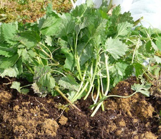 des orties pour nourrir les plants de tomate