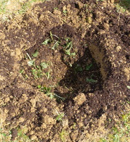 trou pour la plantation de tomate