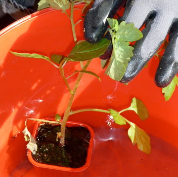 faire tremper le plant de tomate