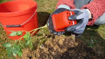 degager le plant de tomate de son godet