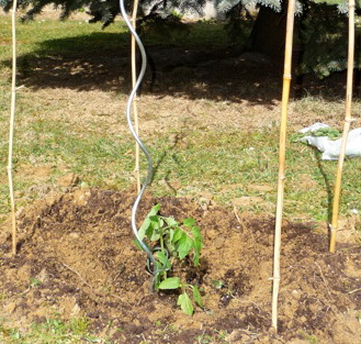 tuteutre le plant de tomate