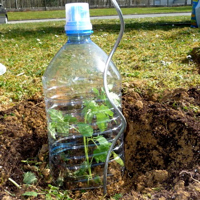 plant de tomate