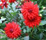 Le dahlia