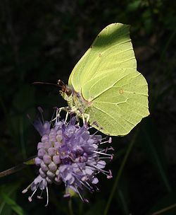 papillon : Le citron
