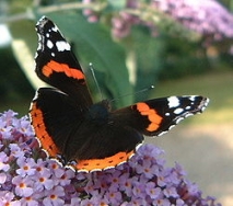 papillon : Le vulcain