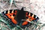 papillon : La petite tortue