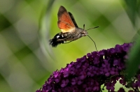 papillon : Le moro-sphinx