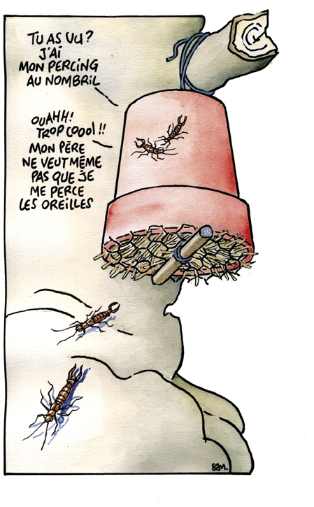 fabrique un abri pour perce oreille