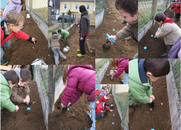plantation de bulbes à l'école