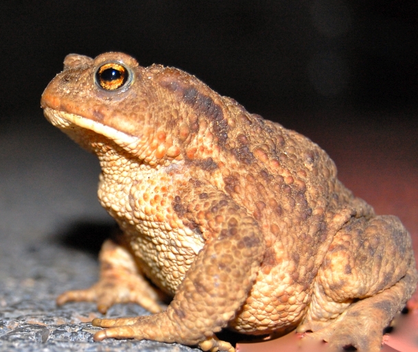 crapaud