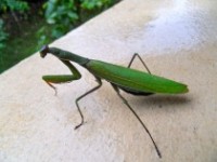 la mante religieuse au jardin