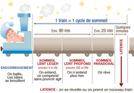 stades du sommeil