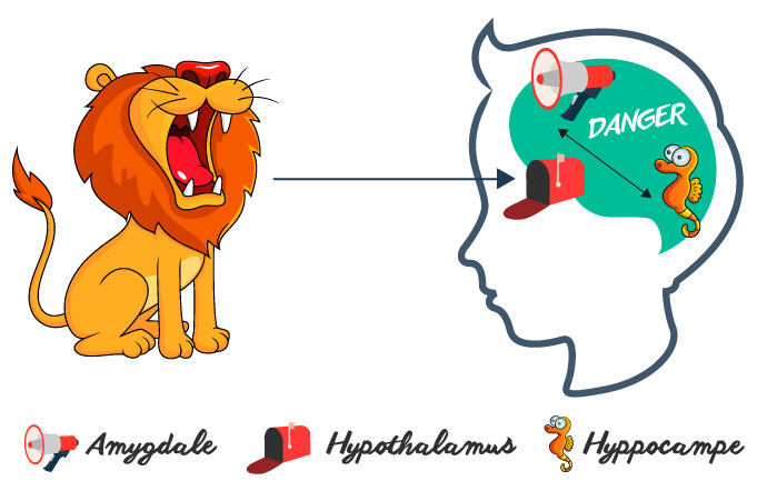 le cerveau face au danger