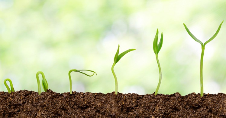 plantation de graines d'haricots