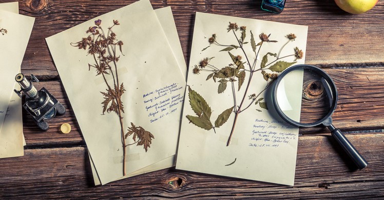 Réaliser un herbier